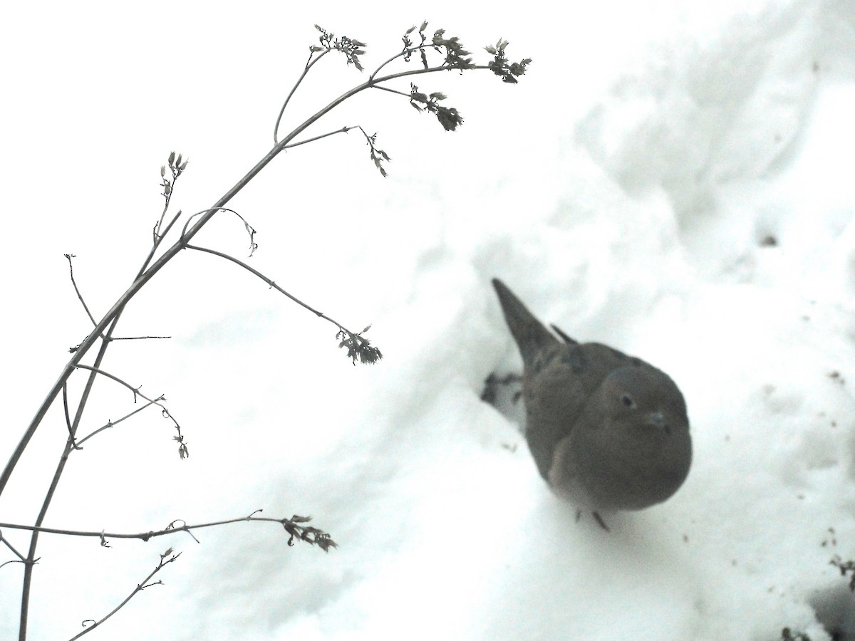 Carolinataube - ML646292498