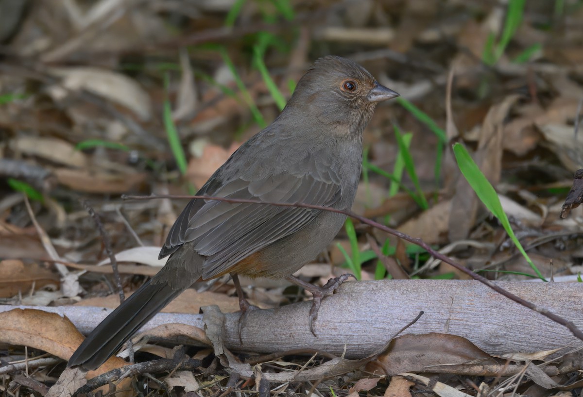 Kaliforniengrundammer - ML646292499