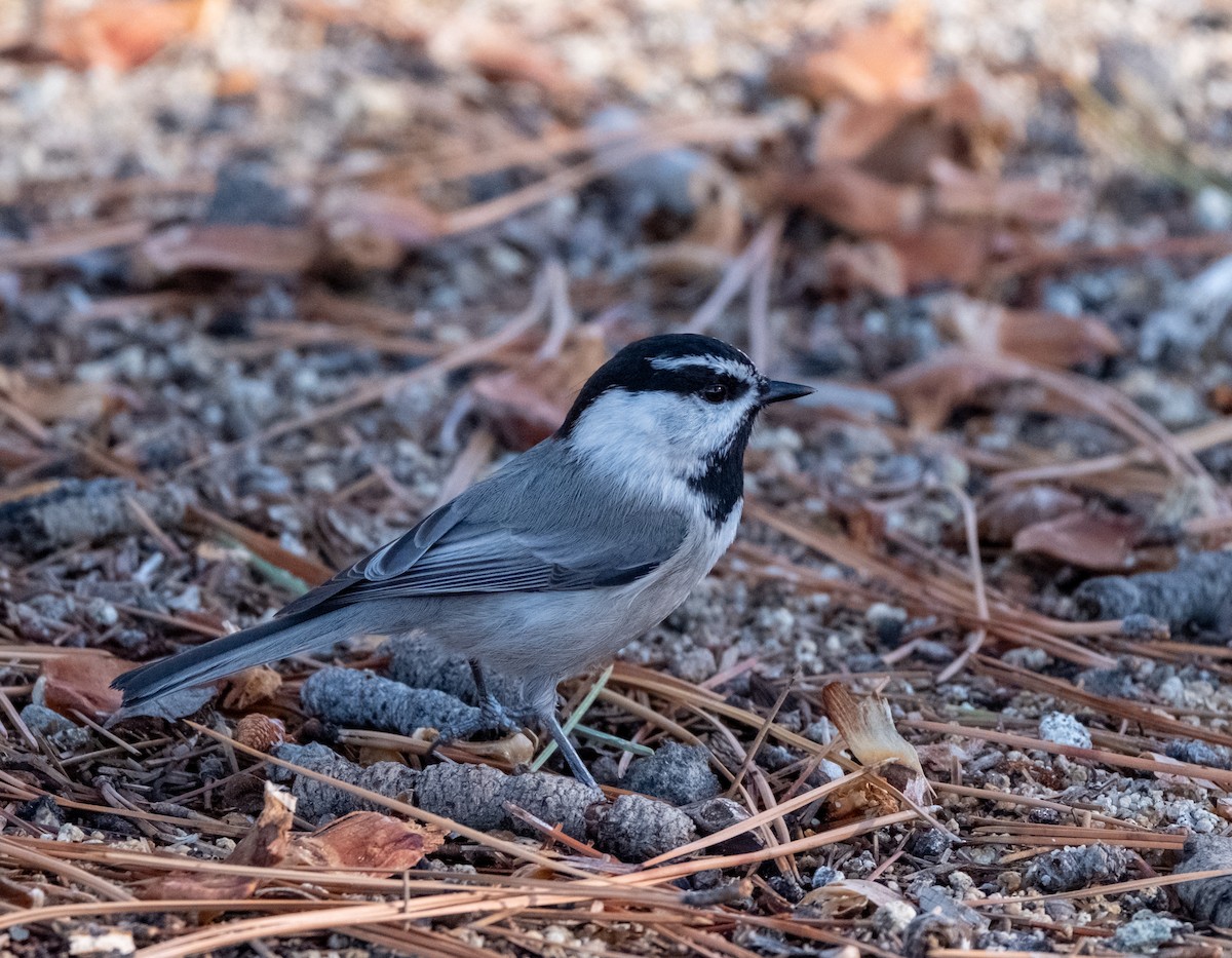 Gebirgsmeise - ML646292500