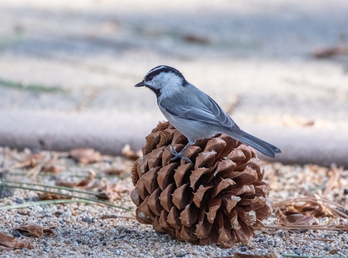 Gebirgsmeise - ML646292501