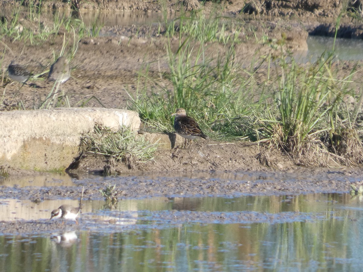 Graubrust-Strandläufer - ML646292502