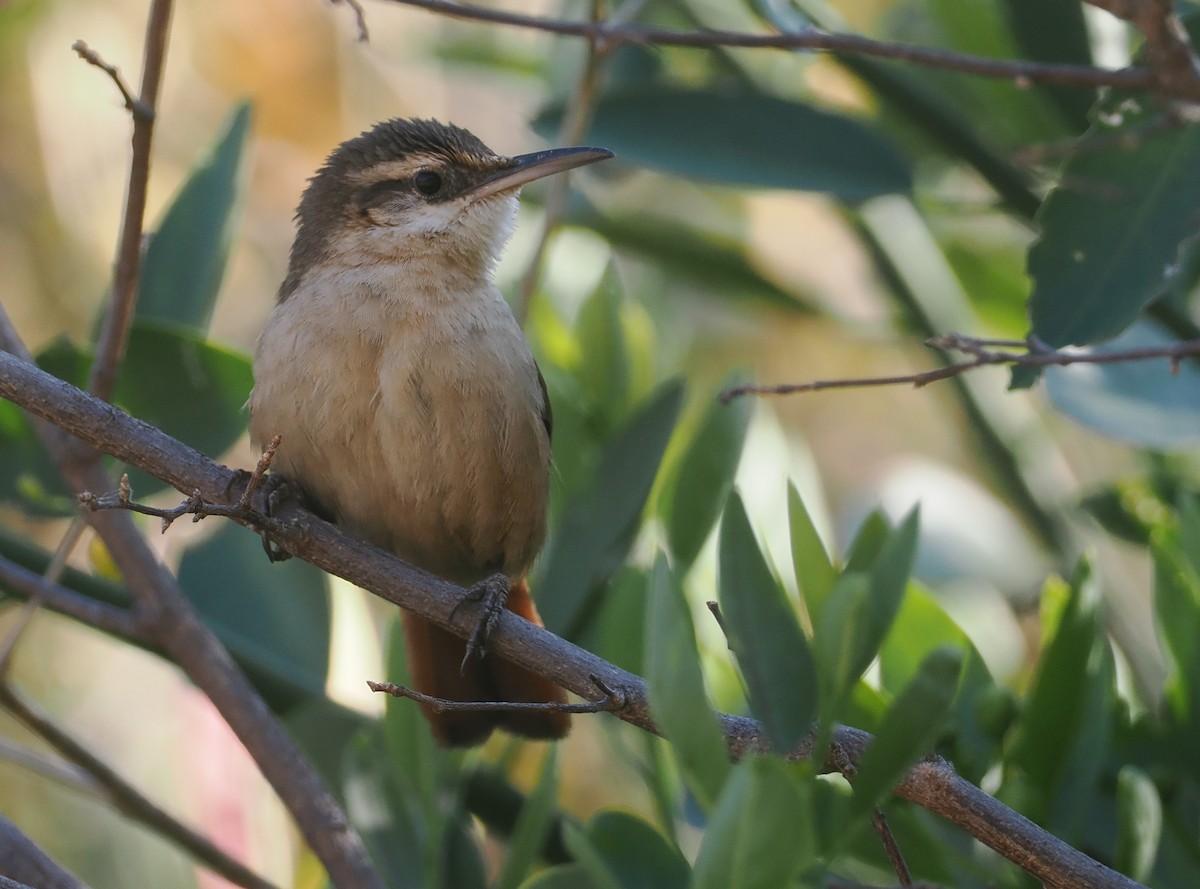 Blassbauch-Erdhacker - ML646292504