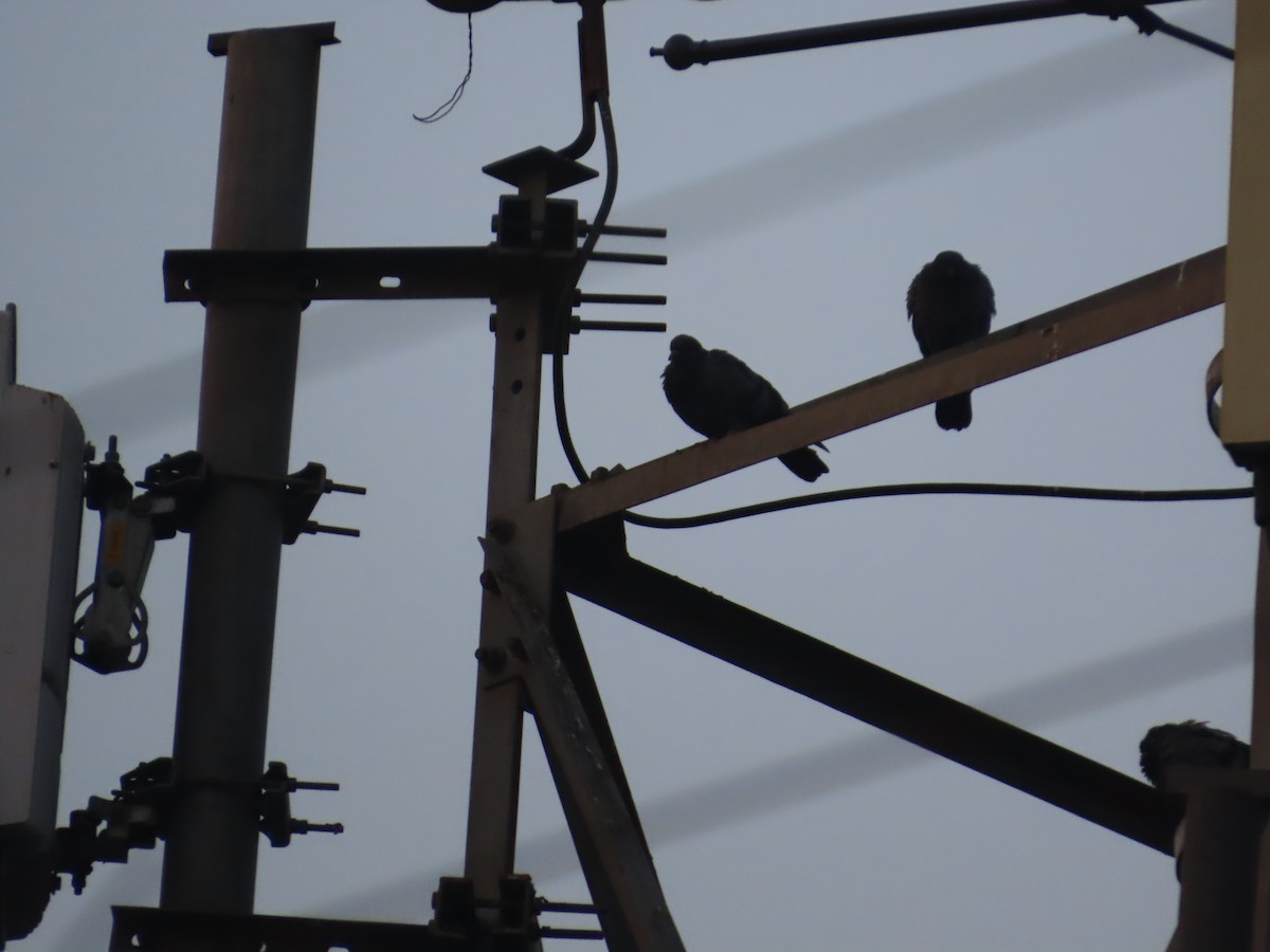 Felsentaube (Straßentaube) - ML646292505