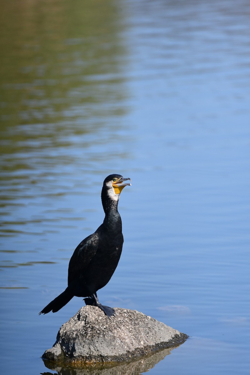 Kormoran - ML646292507