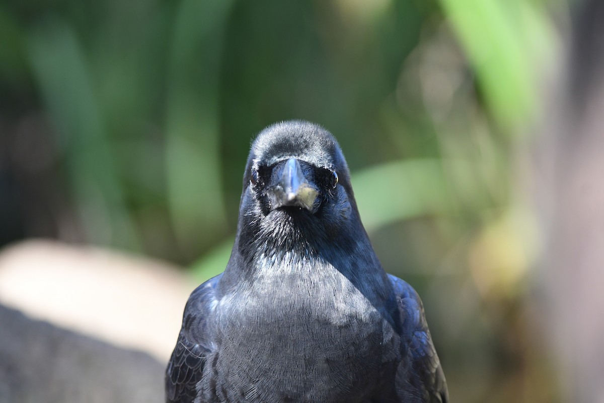 Dschungelkrähe - ML646292508