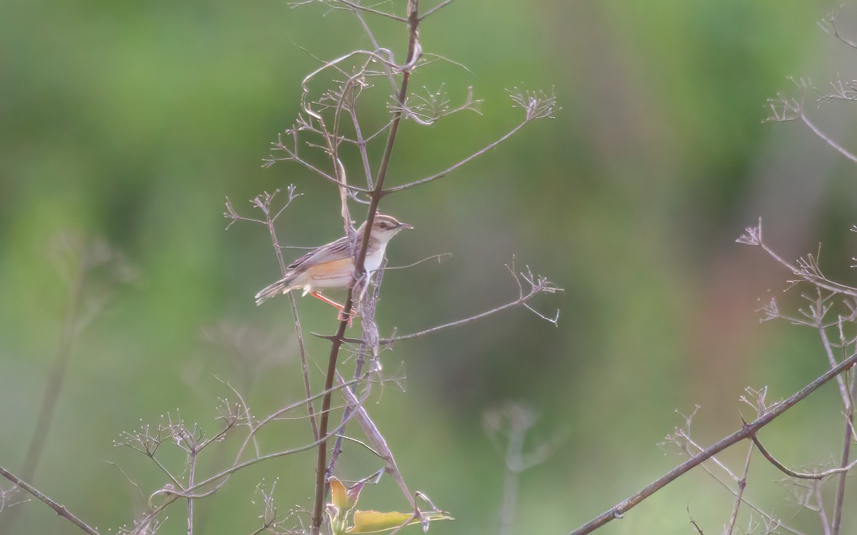 Zistensänger - ML646292509