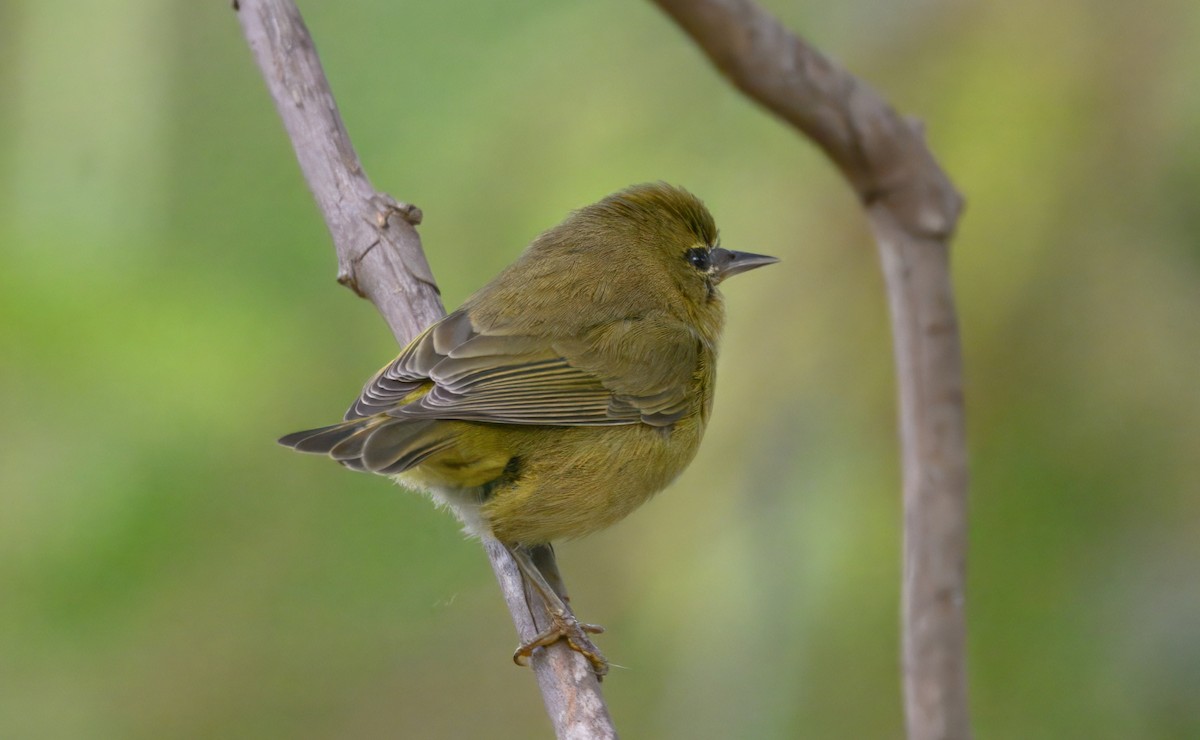 Orangefleck-Waldsänger - ML646292510