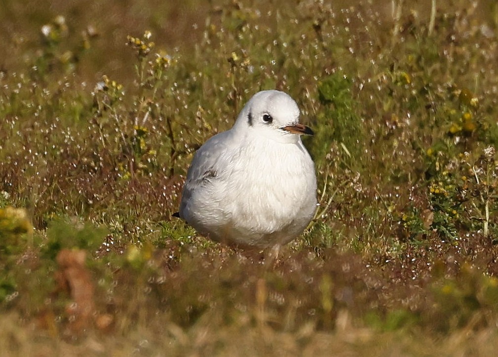 Lachmöwe - ML646292511