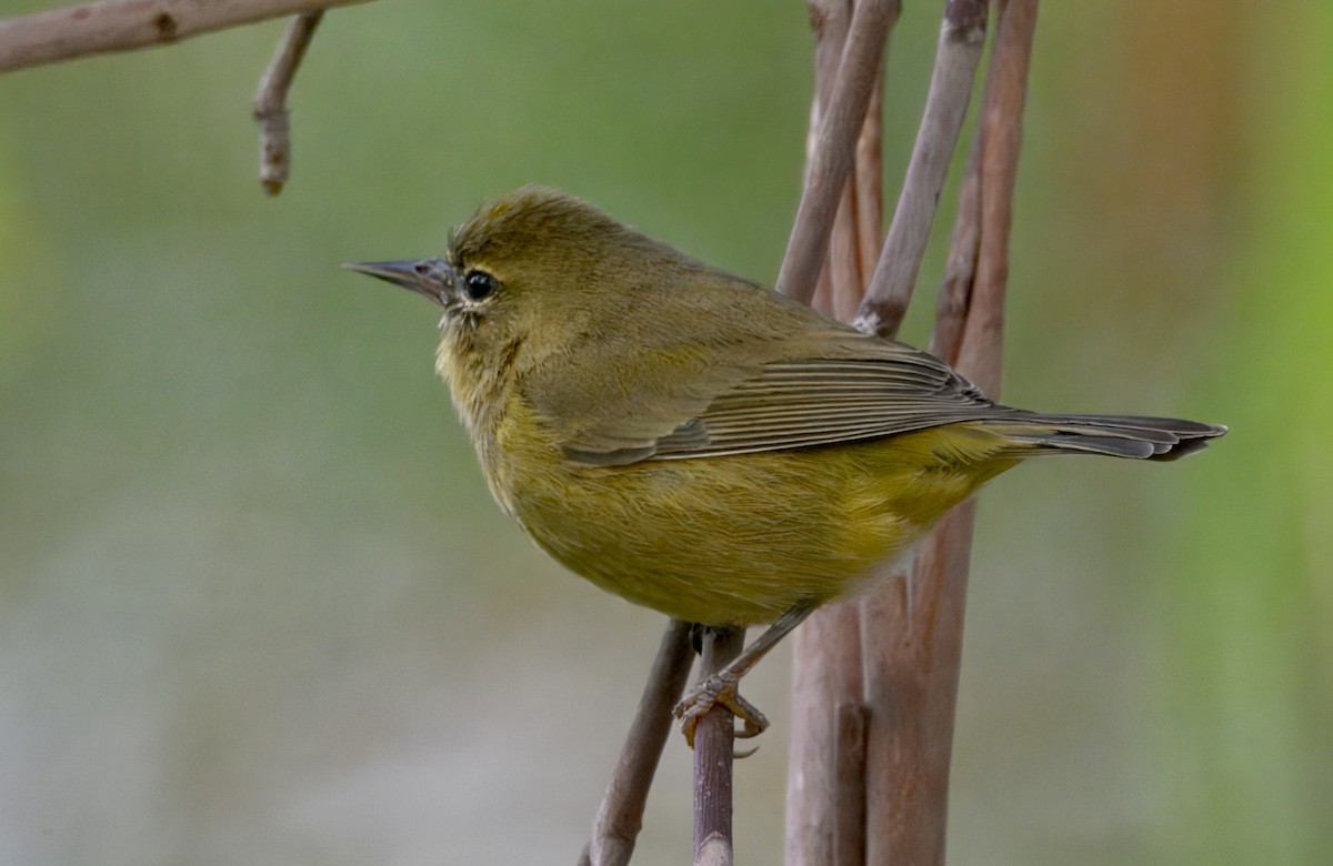 Orangefleck-Waldsänger - ML646292514
