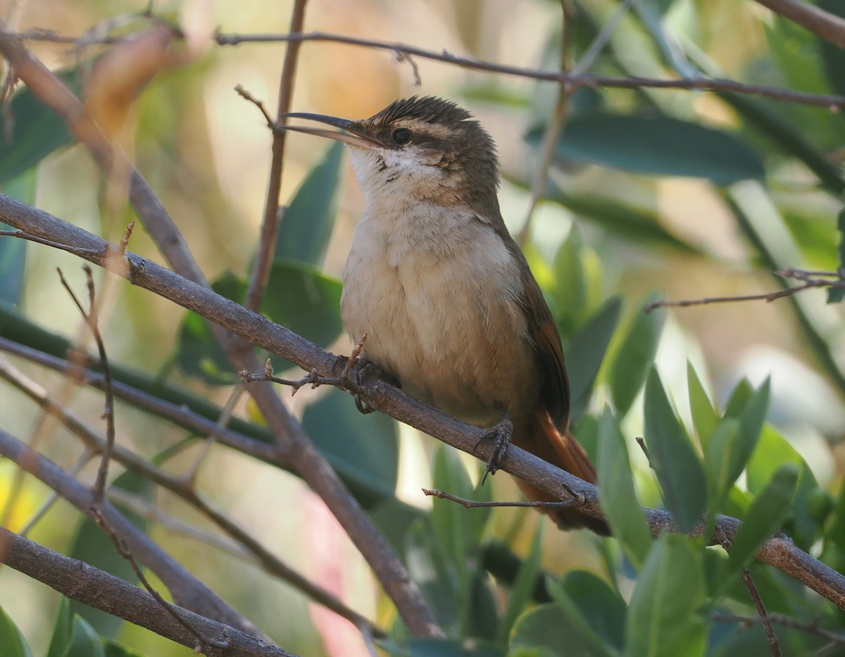 Blassbauch-Erdhacker - ML646292516