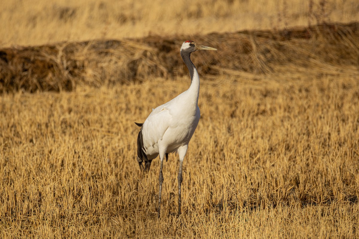 Mandschurenkranich - ML646292517