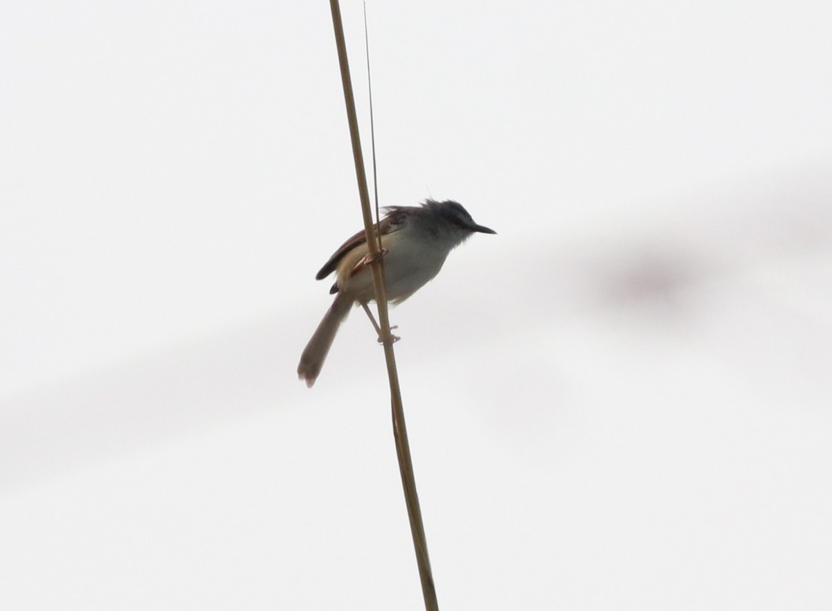 Sumpfzistensänger - ML646292518