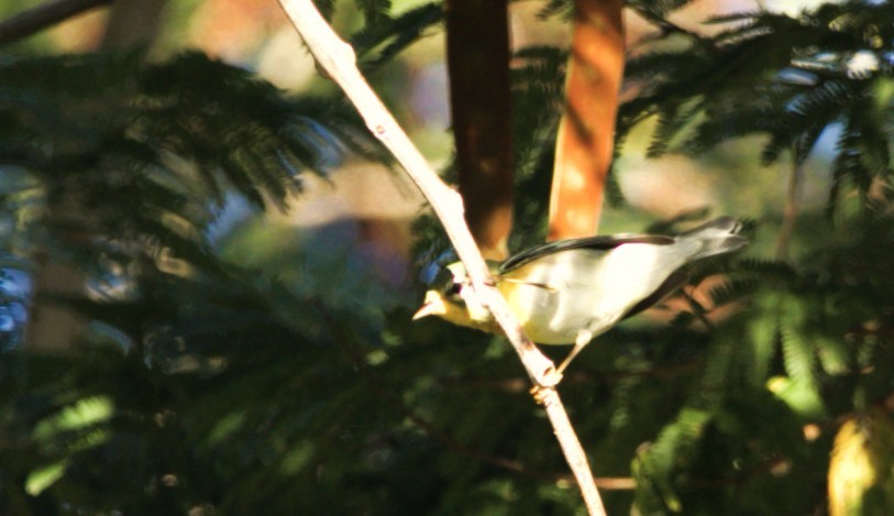 Northern Parula - ML646292526