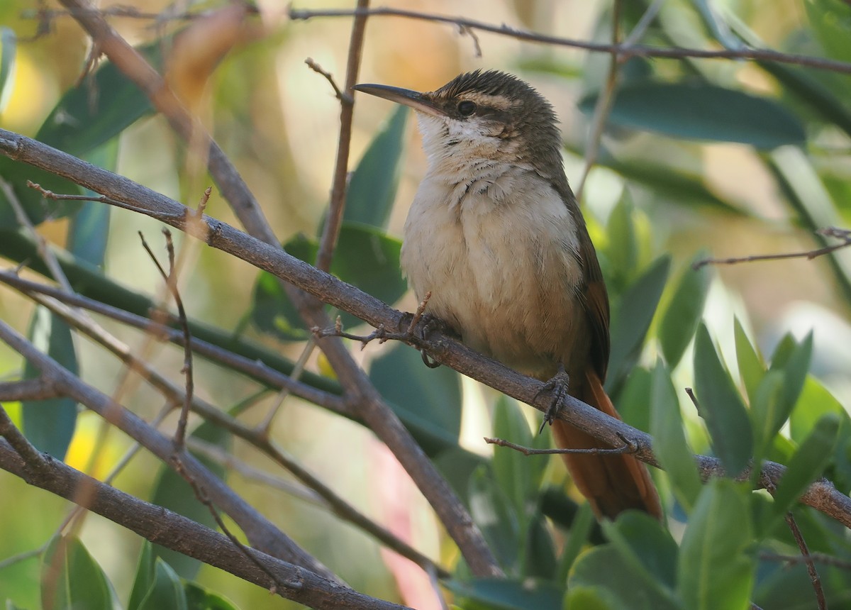 boliviamarkløper - ML646292527
