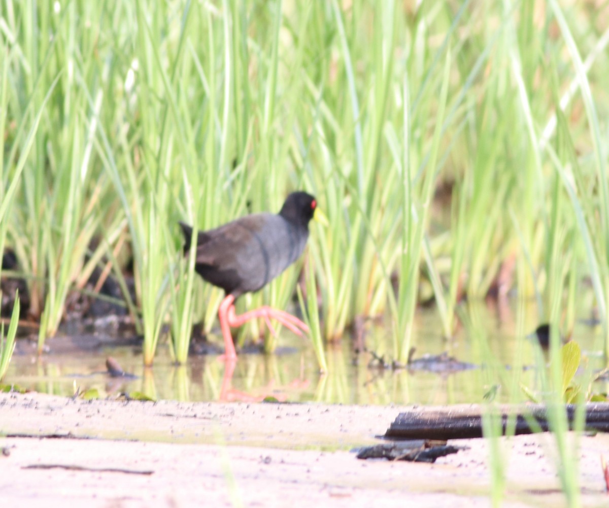 Black Crake - ML646292532