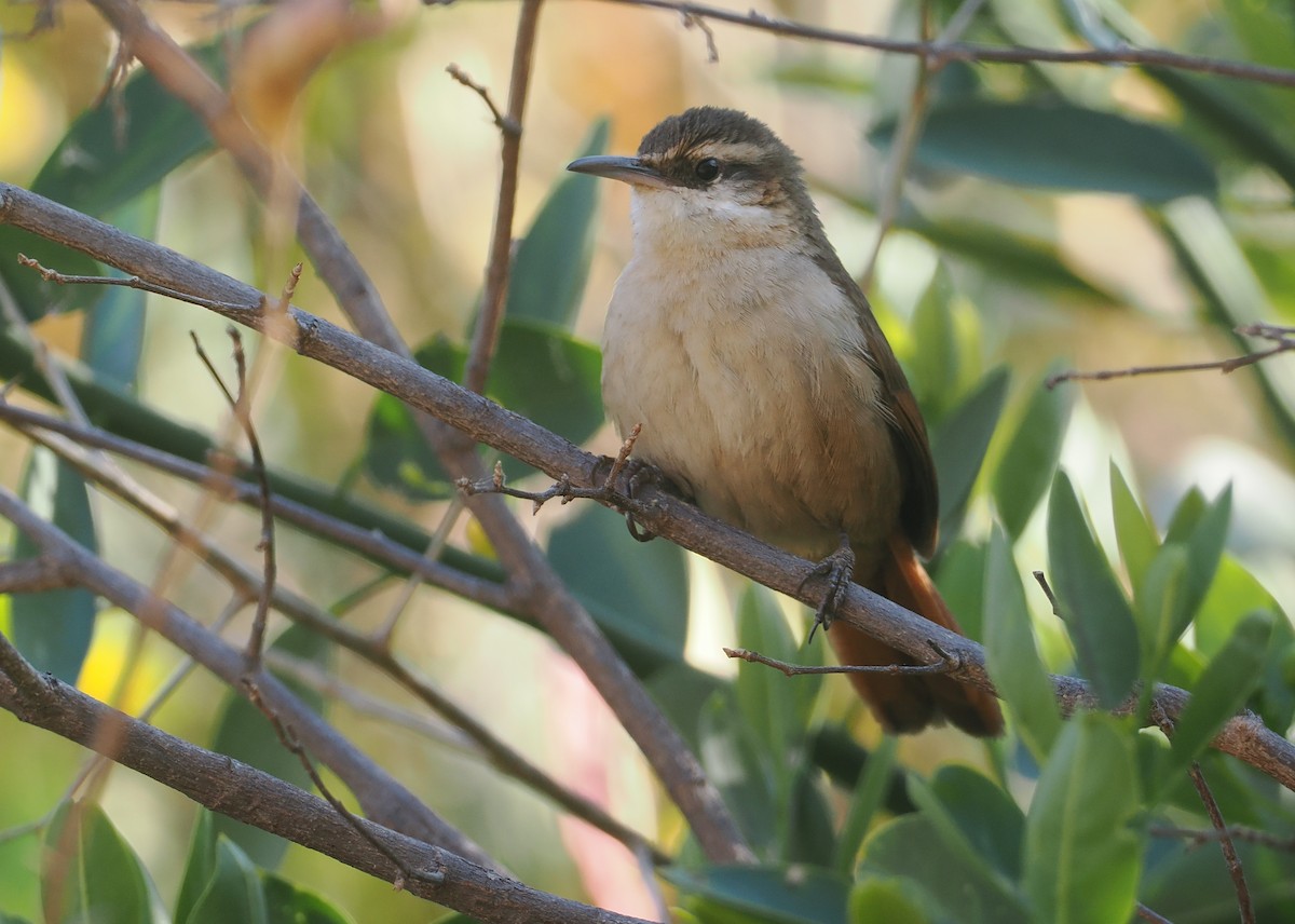 boliviamarkløper - ML646292536