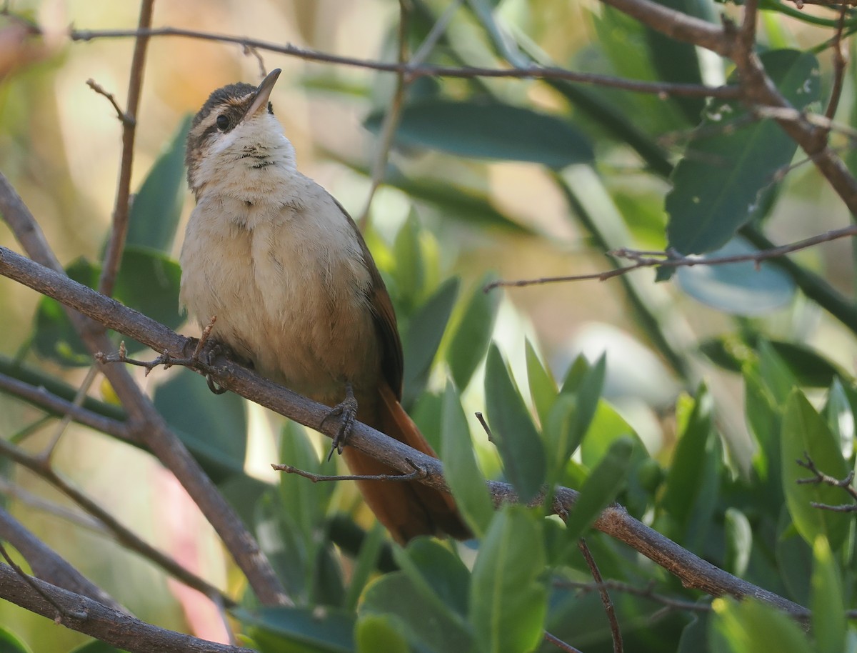 boliviamarkløper - ML646292539