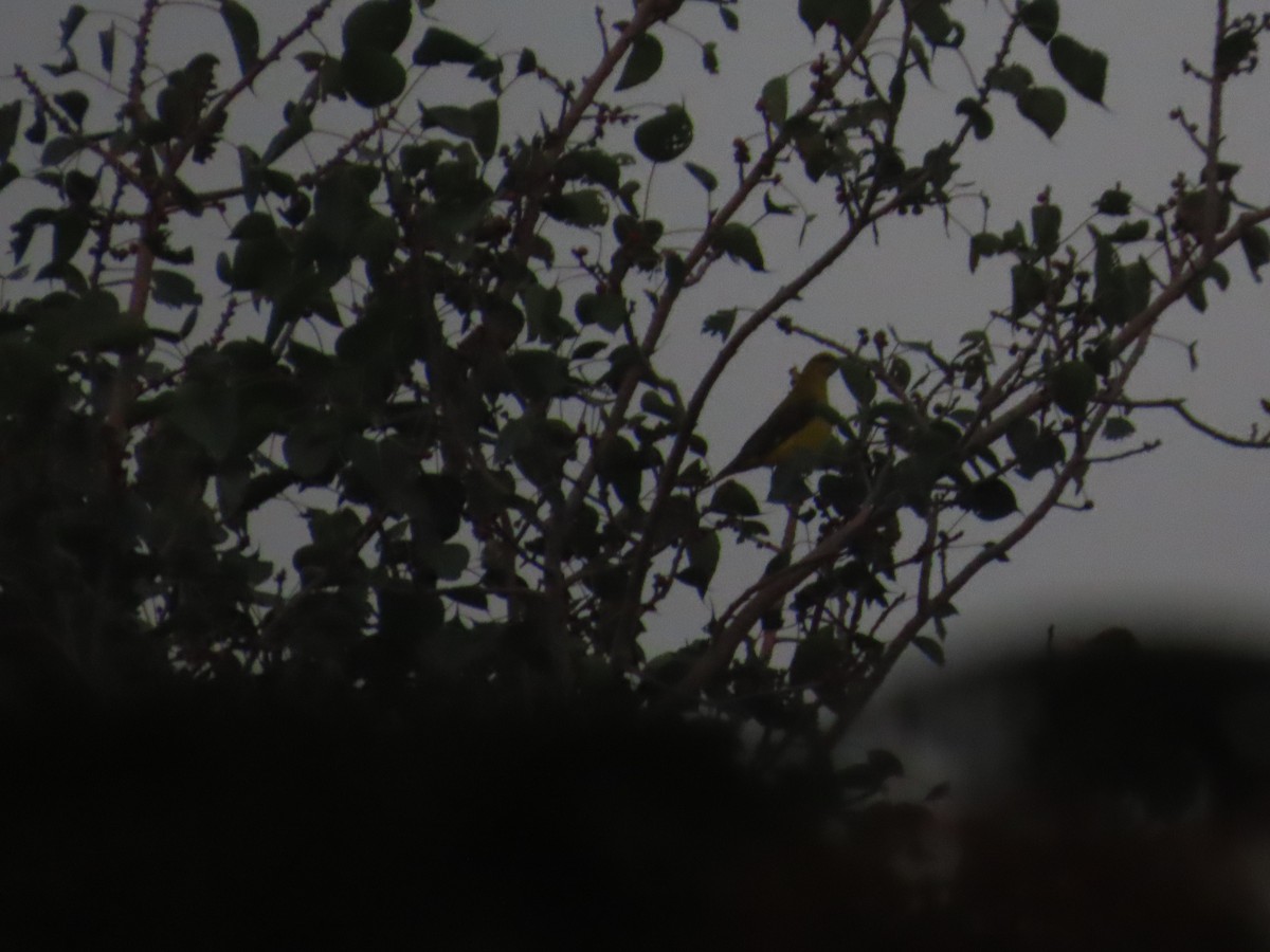 Indian Golden Oriole - ML646292540