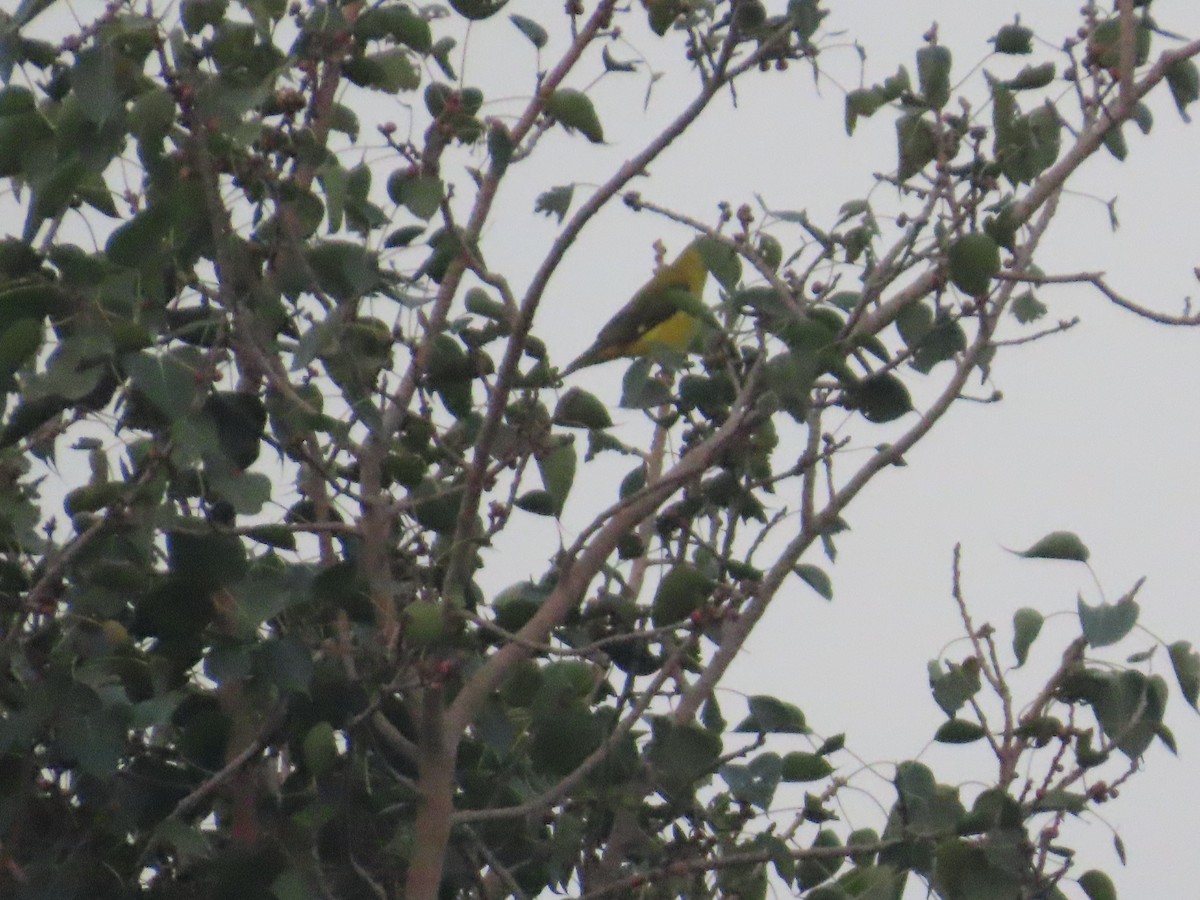Indian Golden Oriole - ML646292541