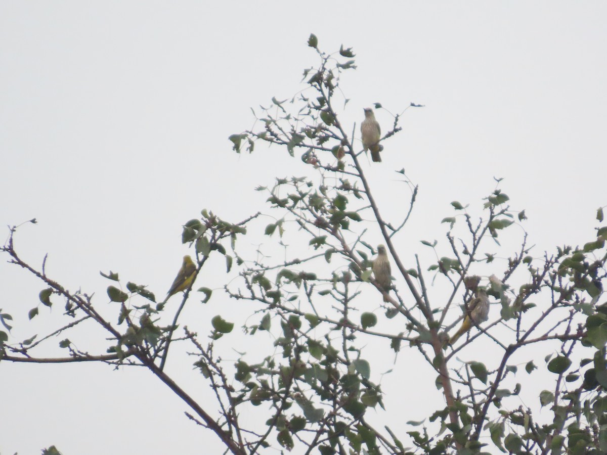 Indian Golden Oriole - ML646292542