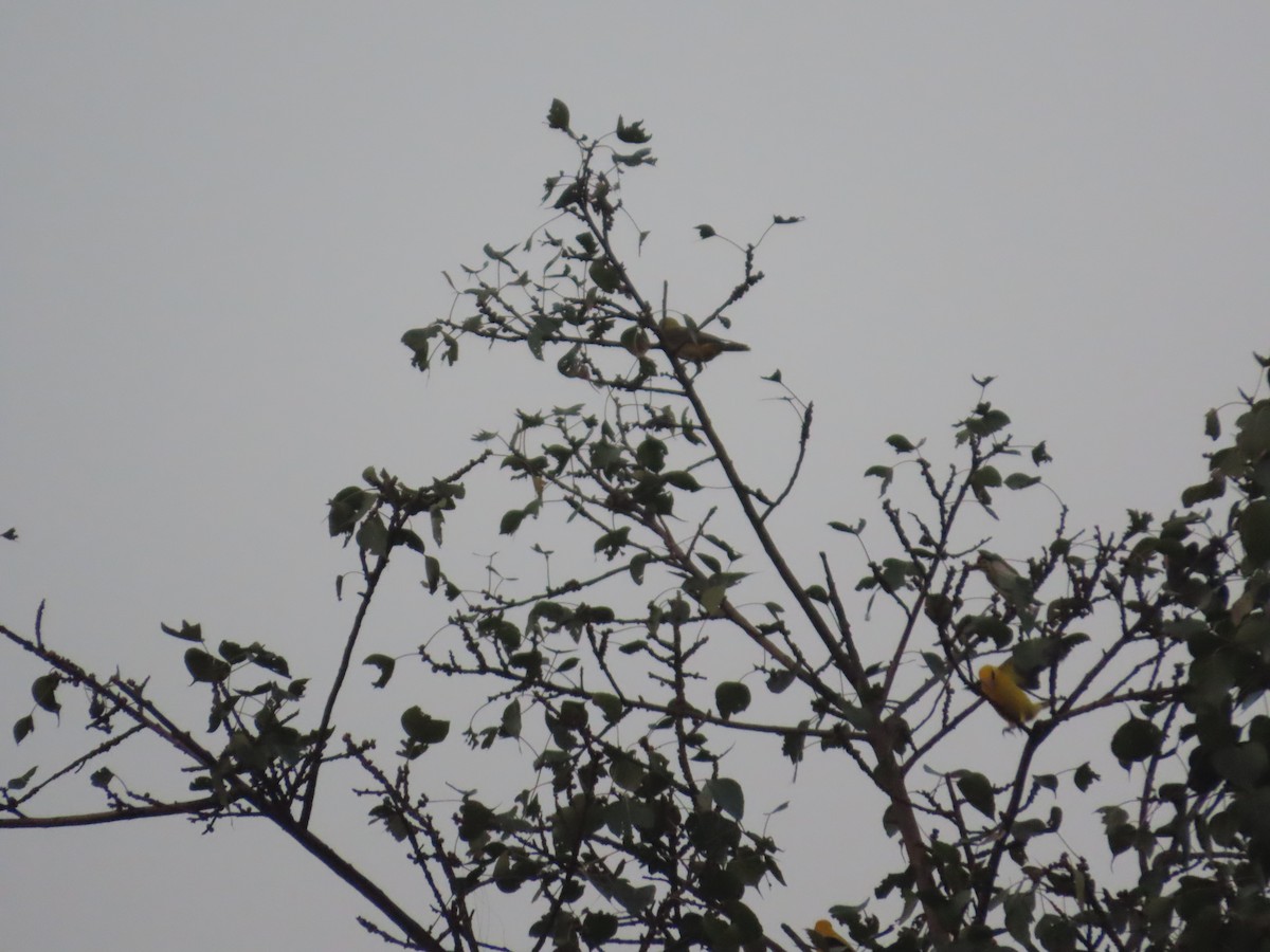 Indian Golden Oriole - ML646292543