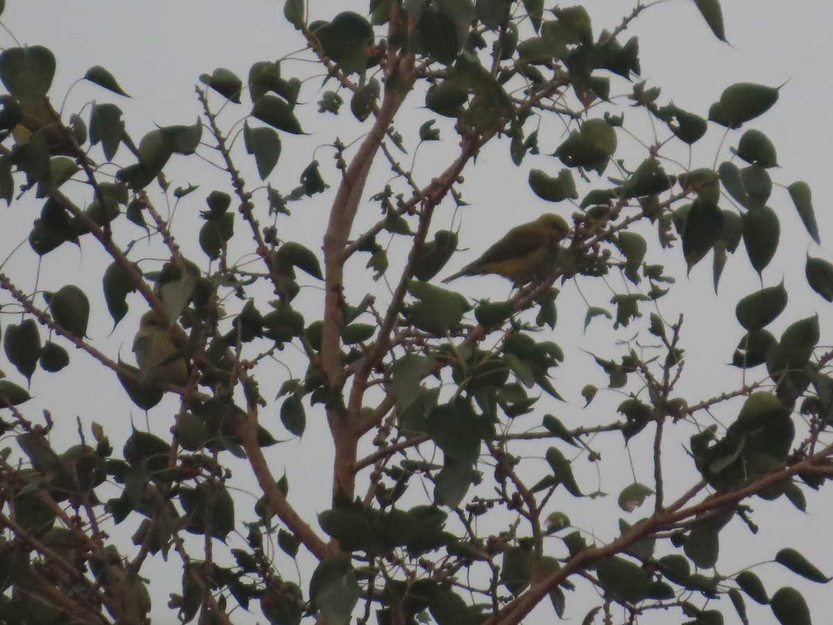 Indian Golden Oriole - ML646292544