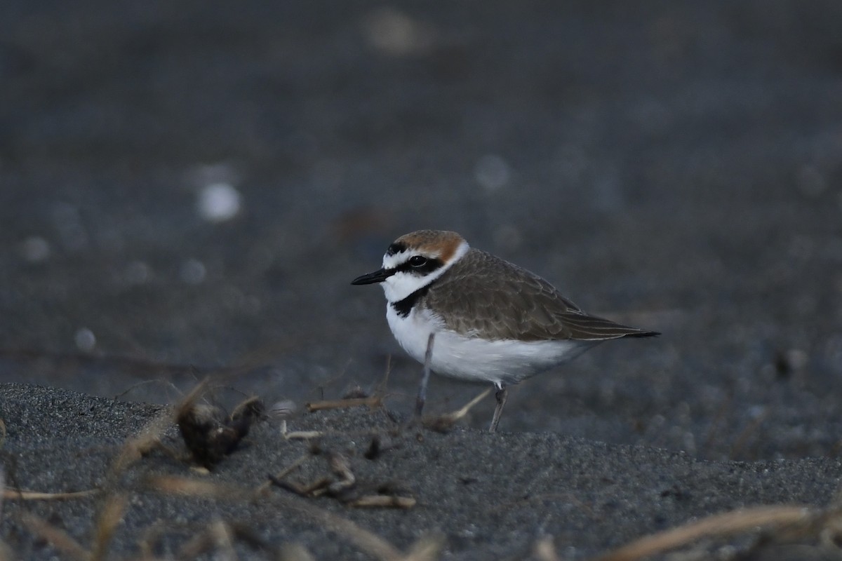 Fratino - ML646292546