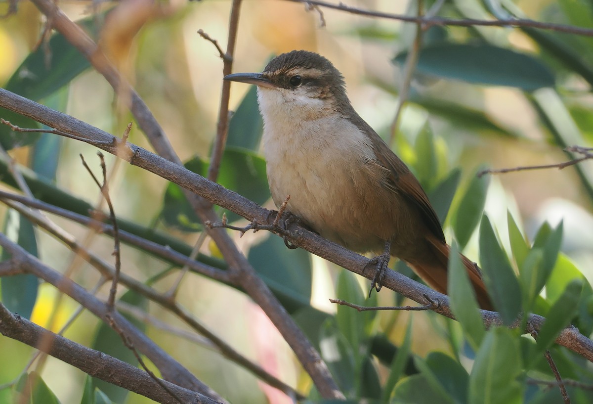 boliviamarkløper - ML646292547