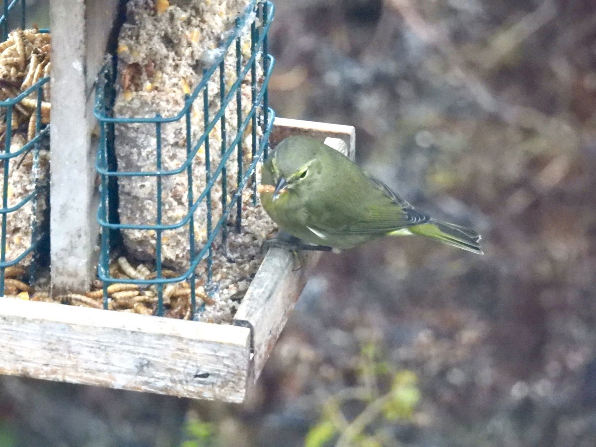 Orange-crowned Warbler - ML646292548