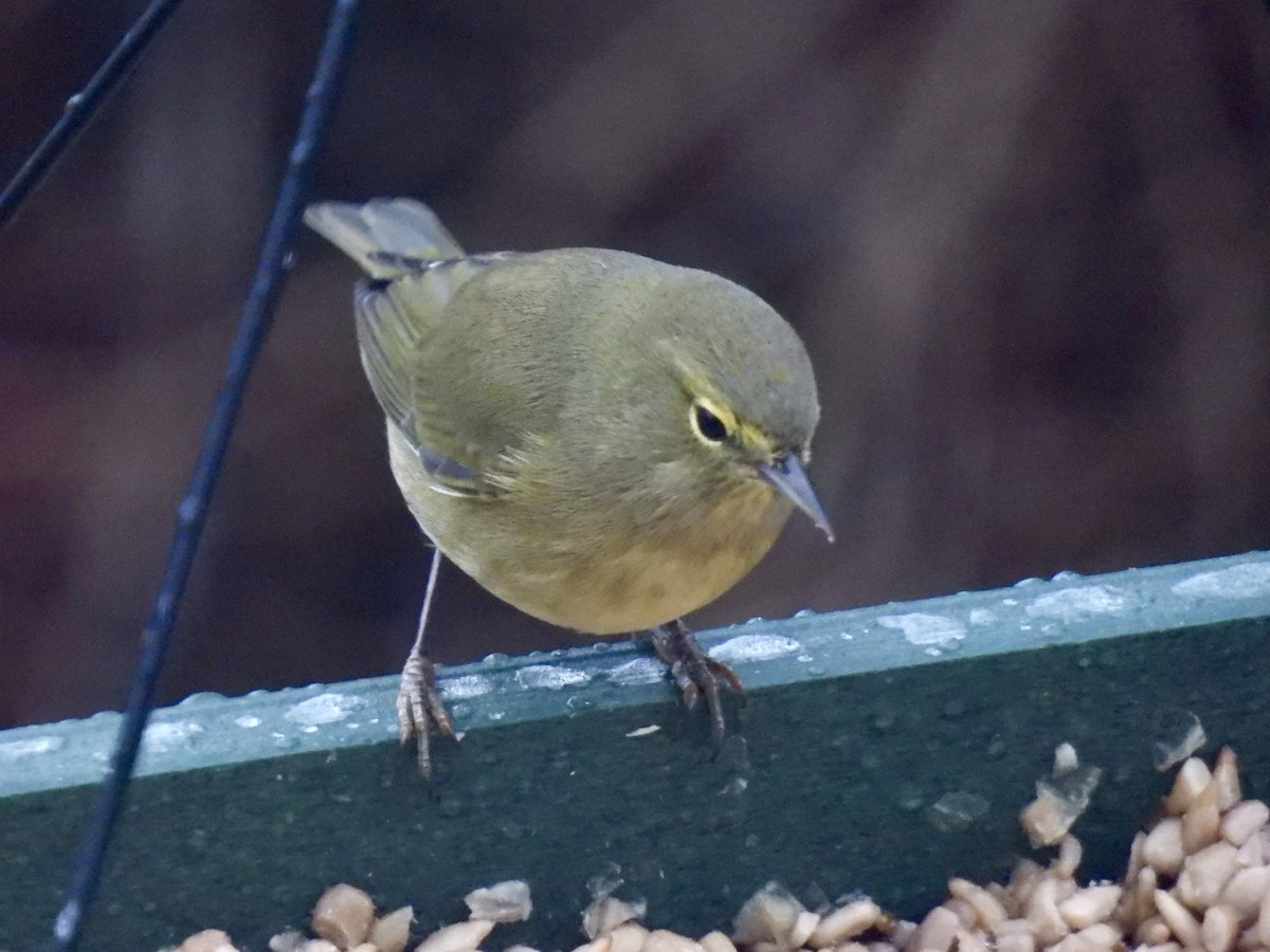 Orange-crowned Warbler - ML646292549