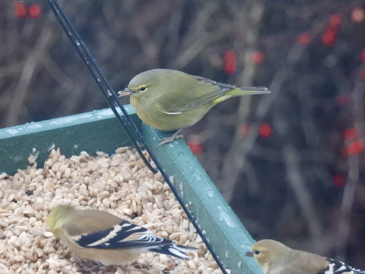 Orange-crowned Warbler - ML646292550