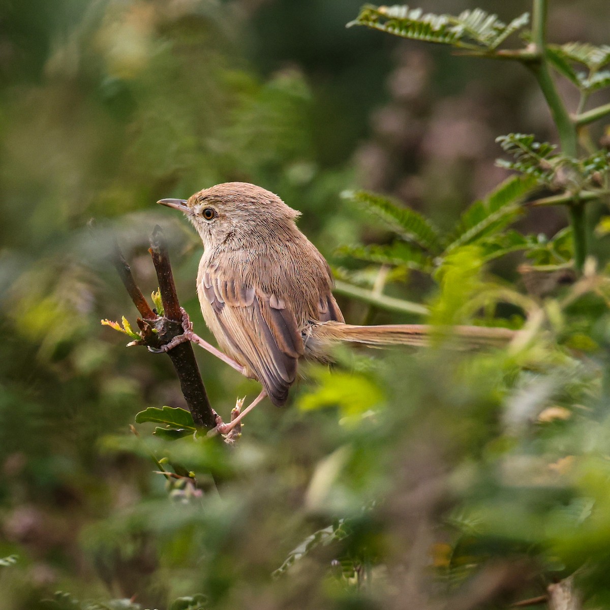 Jungle Prinia - ML646292558