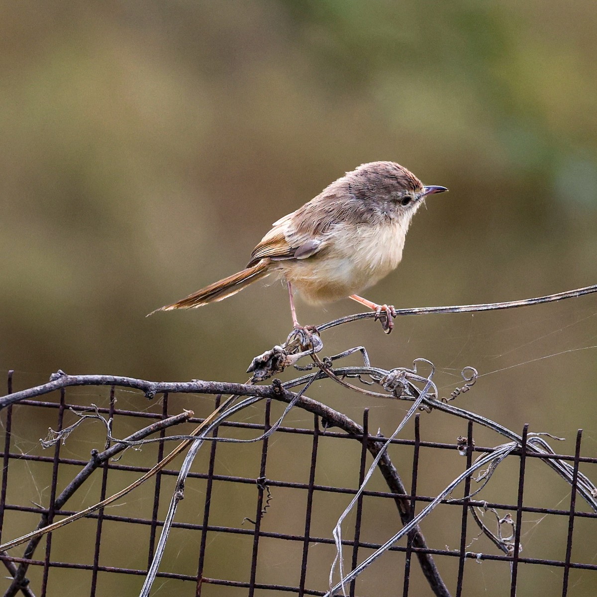 Plain Prinia - ML646292567
