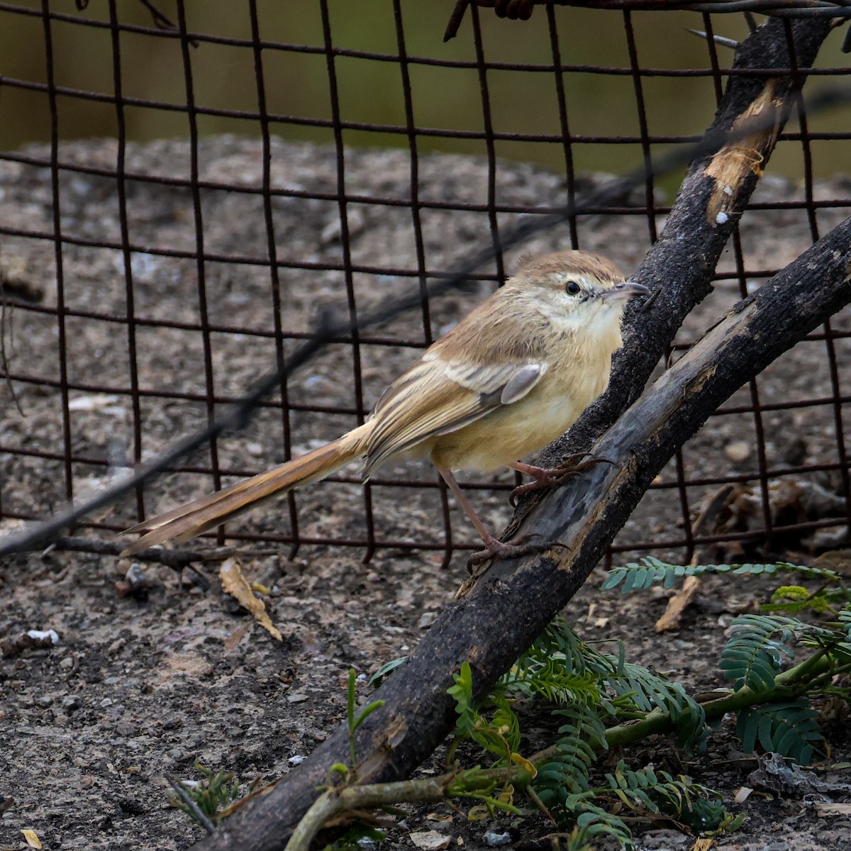 Plain Prinia - ML646292568