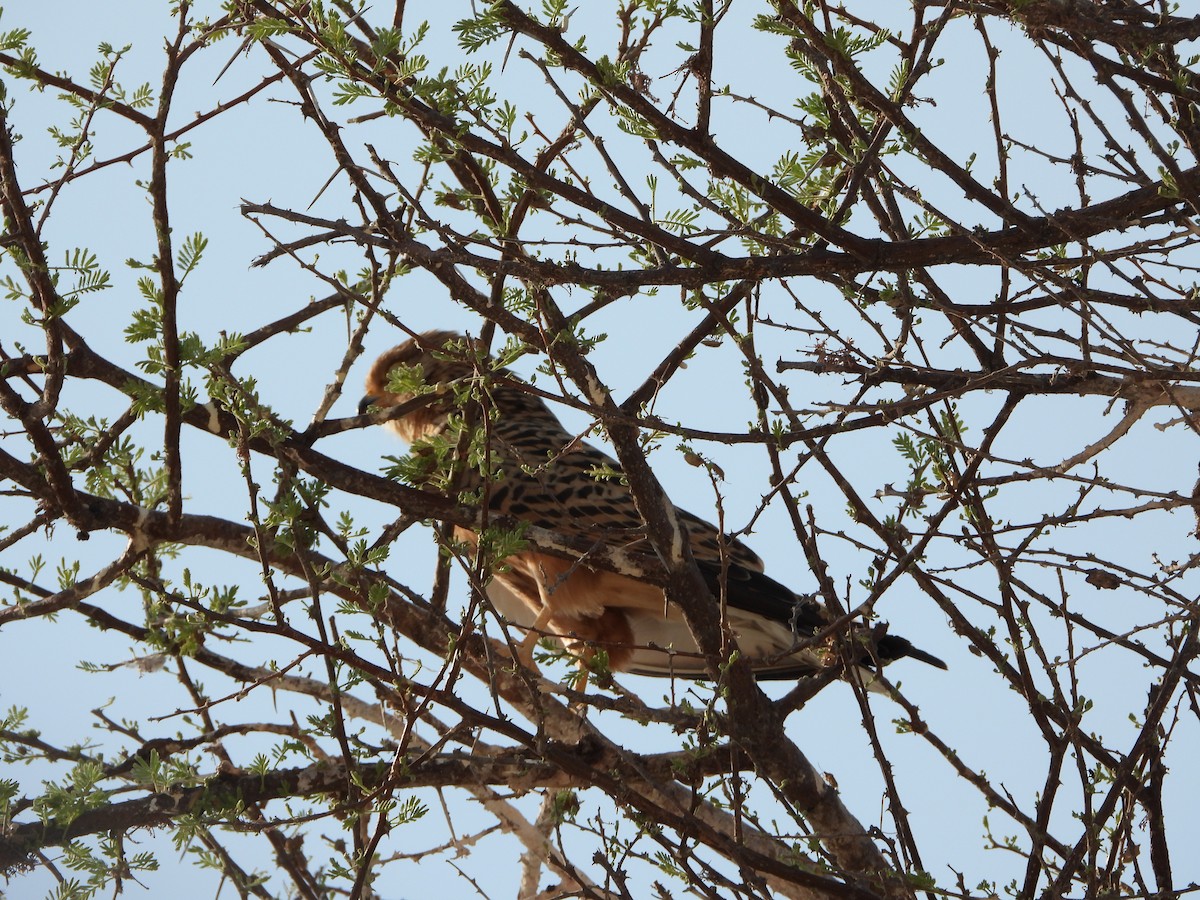 Greater Kestrel - ML646292574