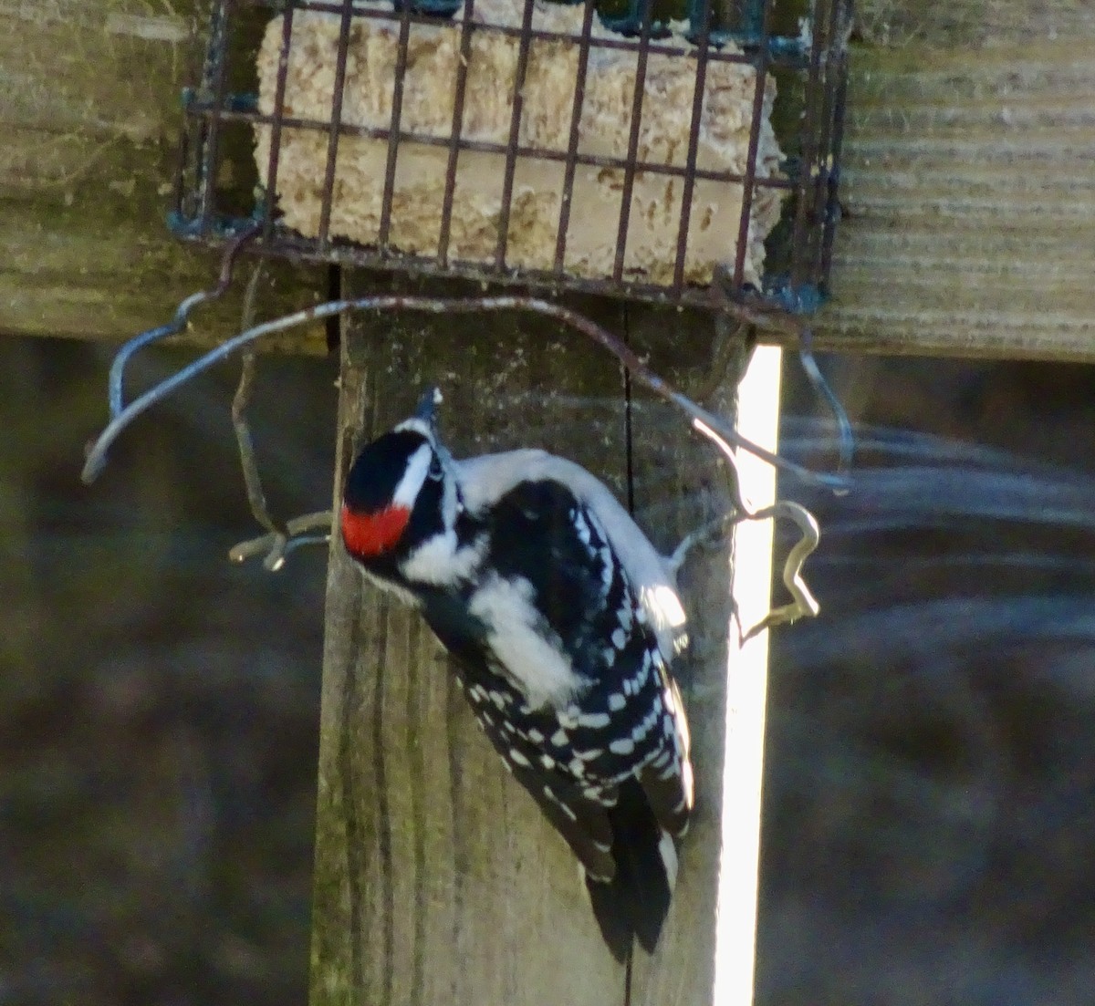 Downy Woodpecker - ML646292579