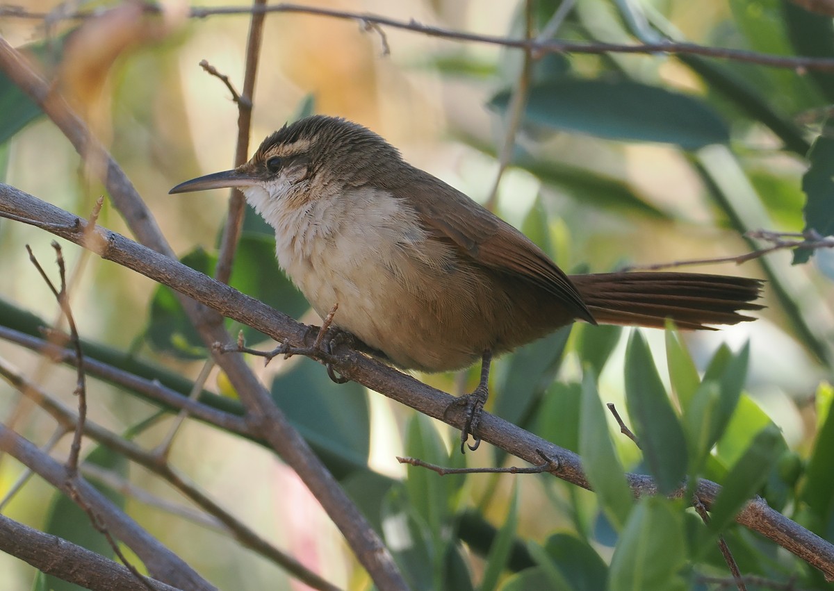 Bolivian Earthcreeper - ML646292582