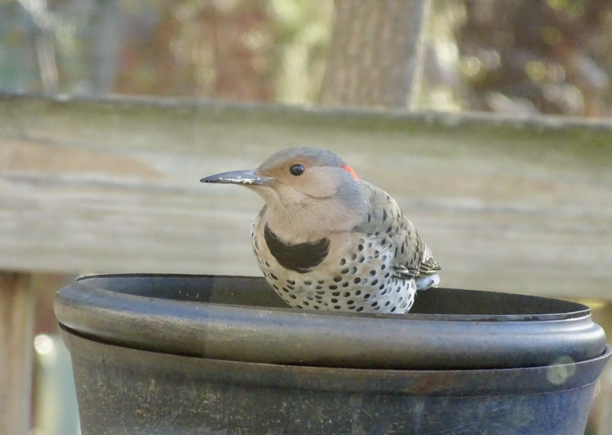Northern Flicker - ML646292585