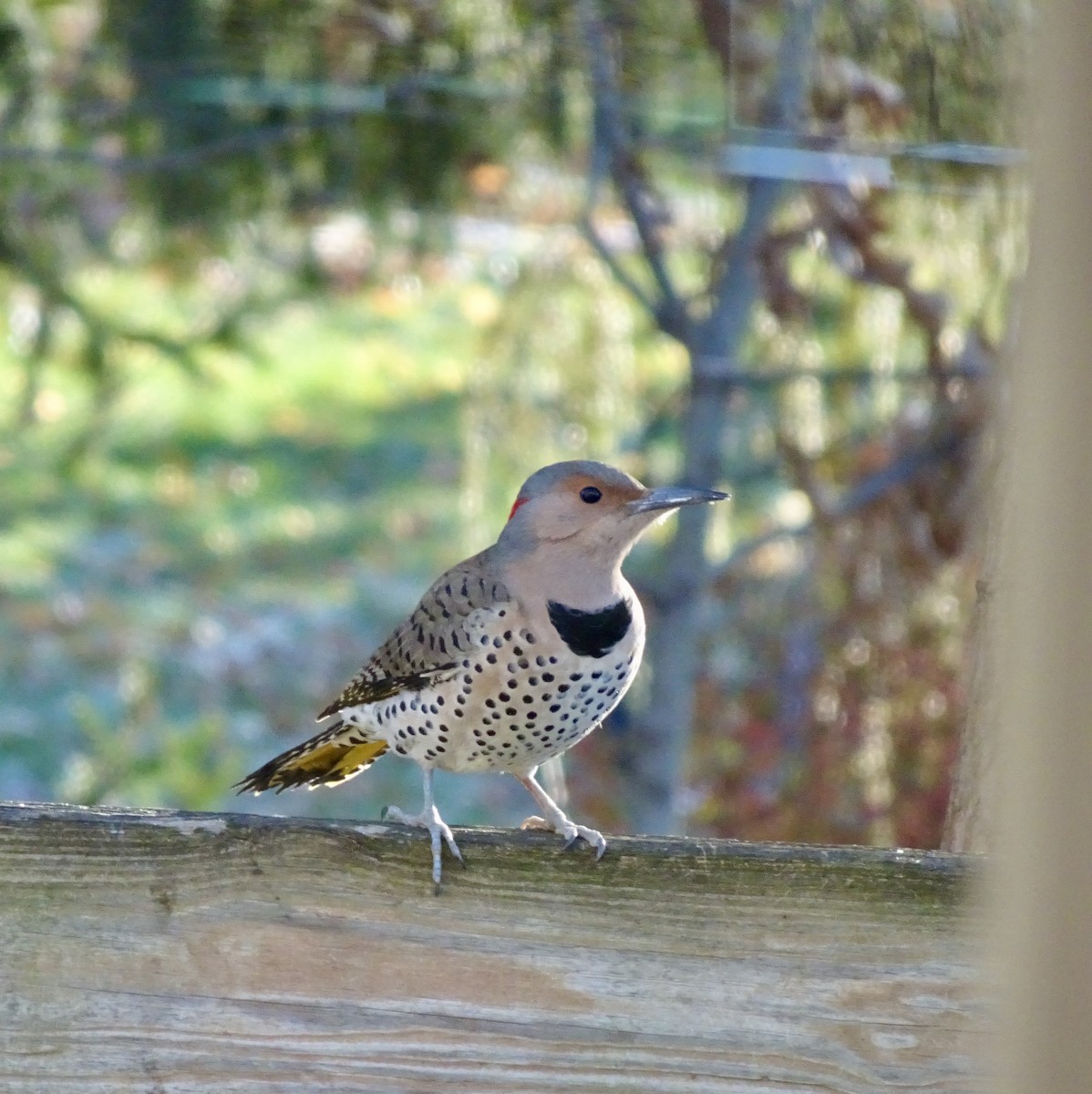 Northern Flicker - ML646292586