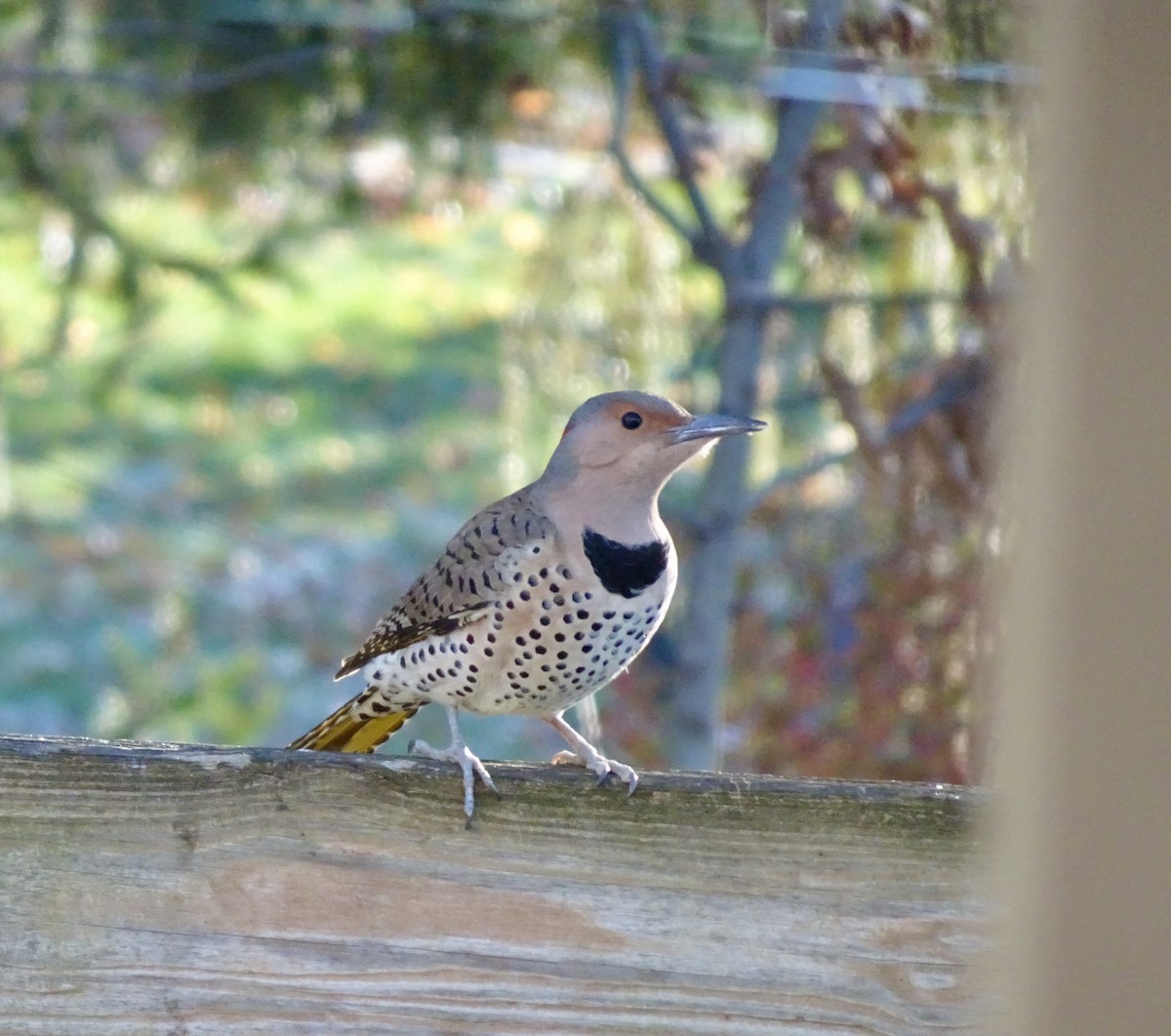 Northern Flicker - ML646292587