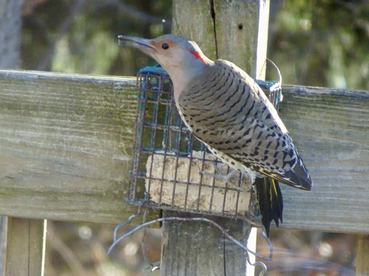 Northern Flicker - ML646292588