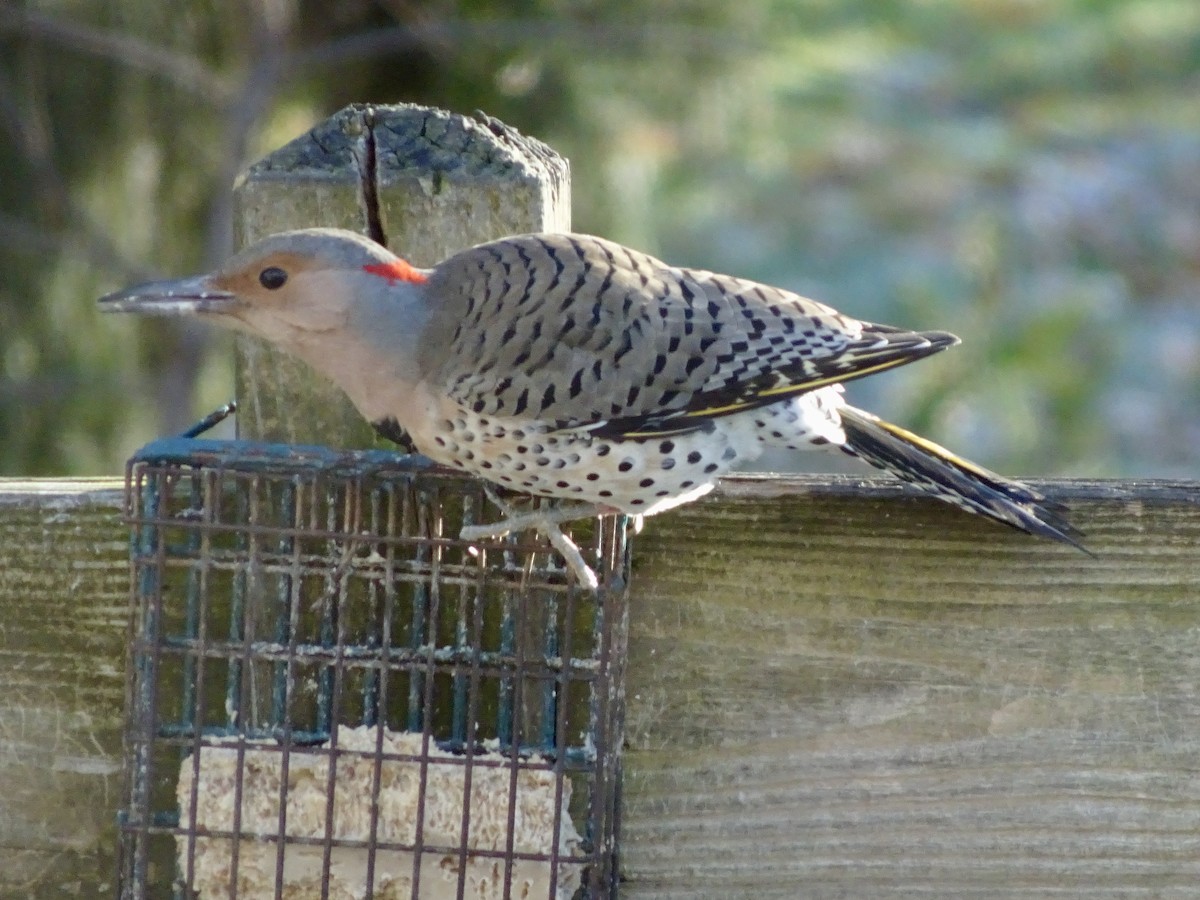 Northern Flicker - ML646292589