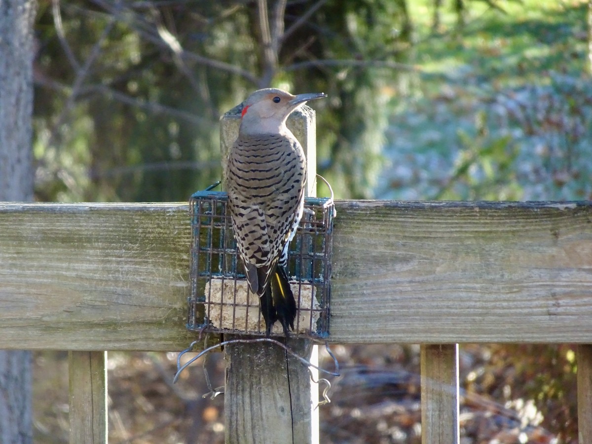 Northern Flicker - ML646292590