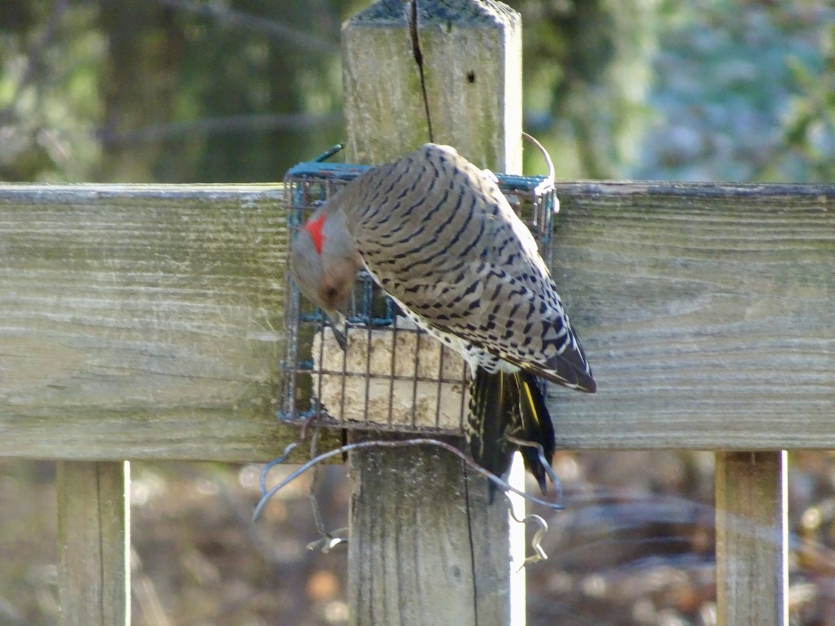 Northern Flicker - ML646292591