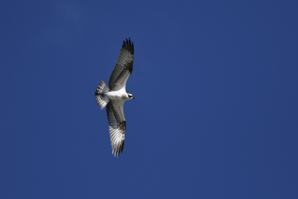 魚鷹 - ML646292592