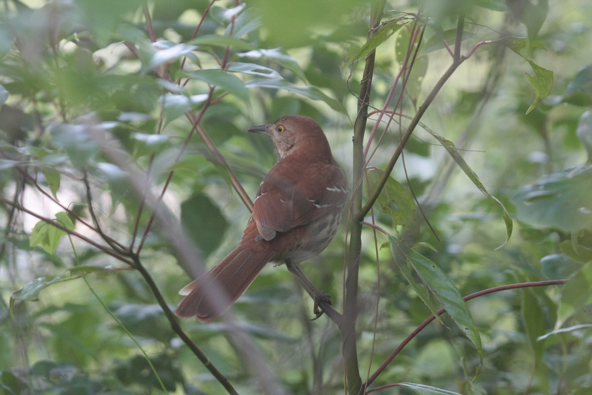 Brown Thrasher - ML646292593