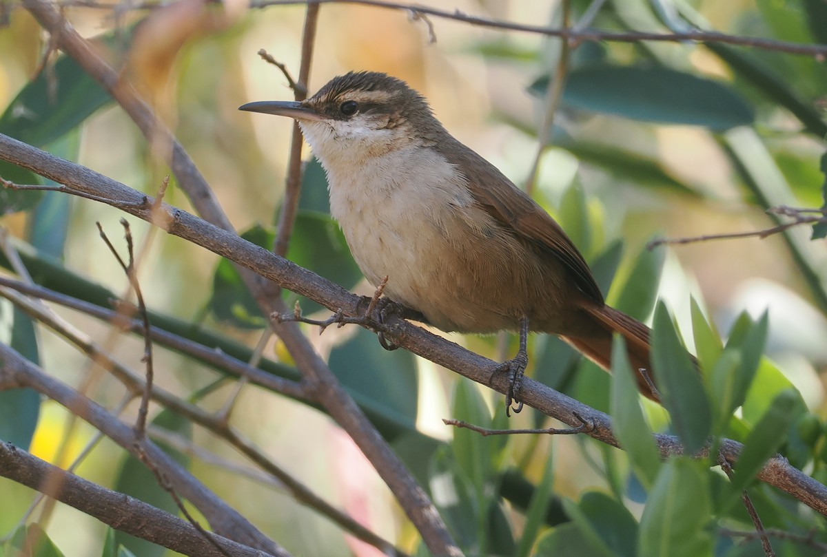 Bolivian Earthcreeper - ML646292594