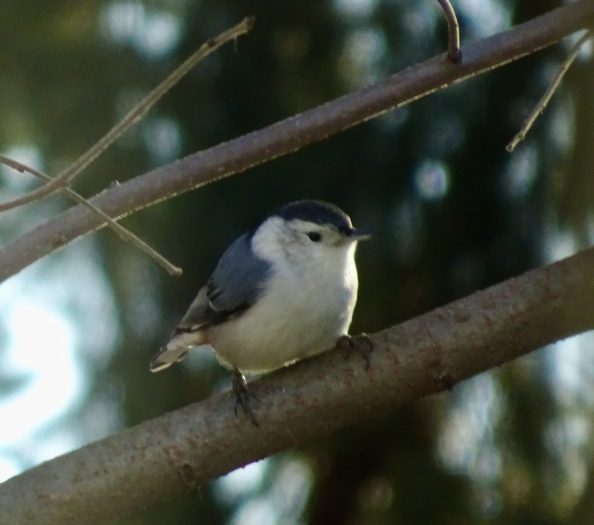 White-breasted Nuthatch - ML646292595