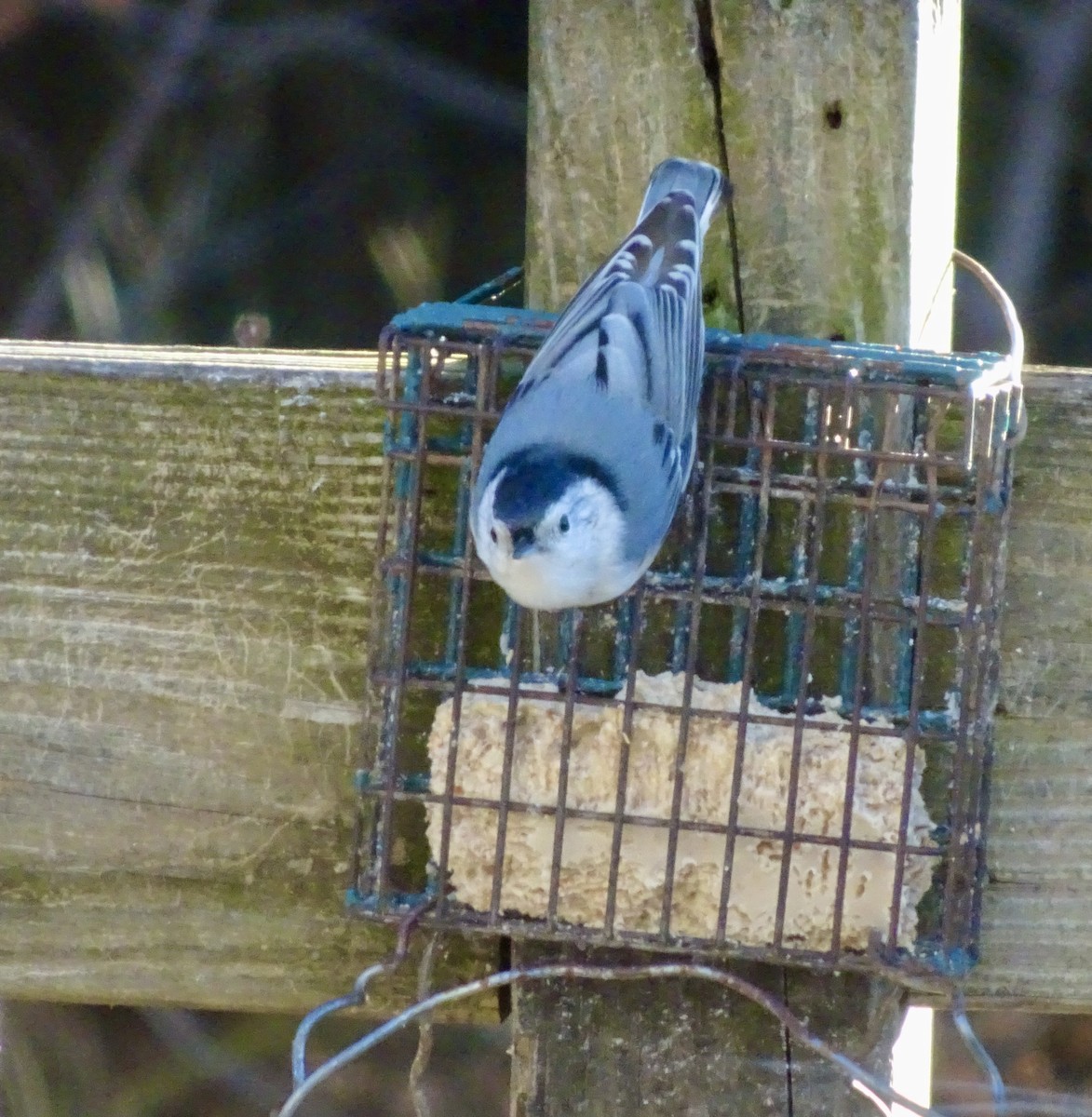 White-breasted Nuthatch - ML646292596