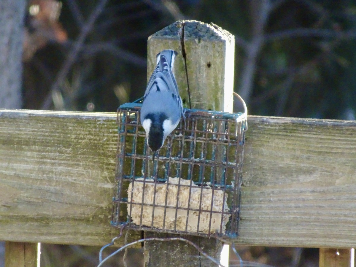 White-breasted Nuthatch - ML646292597
